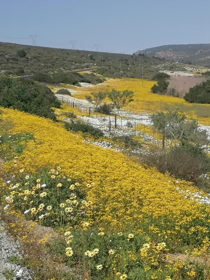 Lambertʼs Bay Bokkomblommetjie מראה חיצוני תמונה